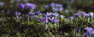 Preview wallpaper crocuses, flowers, glade, macro, purple