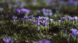 Preview wallpaper crocuses, flowers, glade, macro, purple