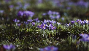 Preview wallpaper crocuses, flowers, glade, macro, purple