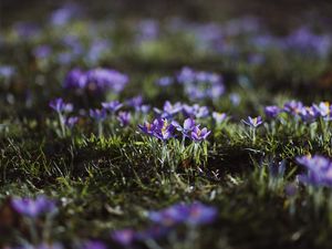 Preview wallpaper crocuses, flowers, glade, macro, purple