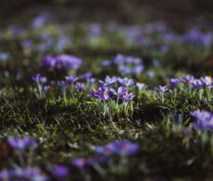 Preview wallpaper crocuses, flowers, glade, macro, purple