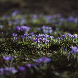 Preview wallpaper crocuses, flowers, glade, macro, purple