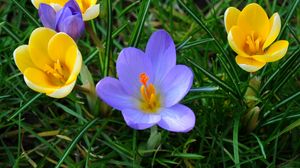 Preview wallpaper crocuses, flowers, grass