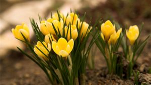 Preview wallpaper crocuses, flowers, leaves, earth, primroses, spring