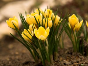 Preview wallpaper crocuses, flowers, leaves, earth, primroses, spring