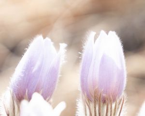 Preview wallpaper crocuses, flowers, light, macro, spring