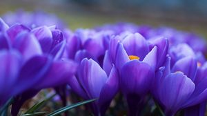 Preview wallpaper crocuses, flowers, many, vagueness