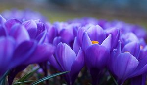 Preview wallpaper crocuses, flowers, many, vagueness