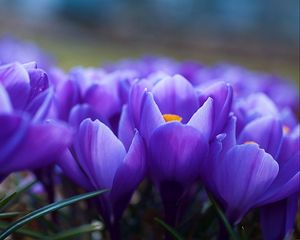 Preview wallpaper crocuses, flowers, many, vagueness