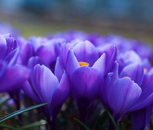 Preview wallpaper crocuses, flowers, many, vagueness