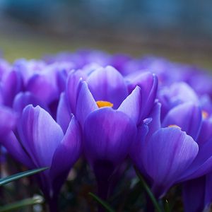 Preview wallpaper crocuses, flowers, many, vagueness