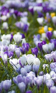 Preview wallpaper crocuses, flowers, meadow, different, spring, primrose