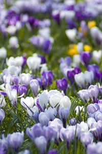 Preview wallpaper crocuses, flowers, meadow, different, spring, primrose