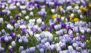 Preview wallpaper crocuses, flowers, meadow, different, spring, primrose