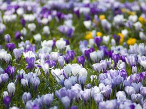 Preview wallpaper crocuses, flowers, meadow, different, spring, primrose