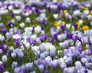 Preview wallpaper crocuses, flowers, meadow, different, spring, primrose