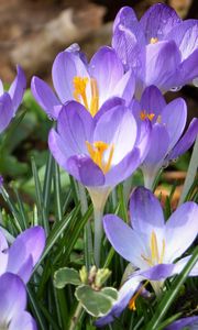 Preview wallpaper crocuses, flowers, petals, blue, spring