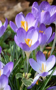 Preview wallpaper crocuses, flowers, petals, blue, spring