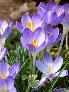 Preview wallpaper crocuses, flowers, petals, blue, spring