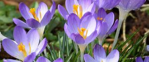 Preview wallpaper crocuses, flowers, petals, blue, spring