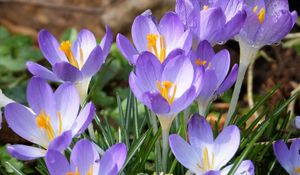Preview wallpaper crocuses, flowers, petals, blue, spring