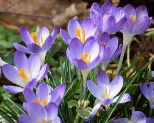 Preview wallpaper crocuses, flowers, petals, blue, spring