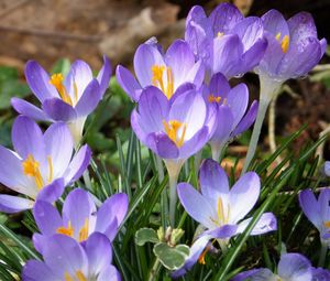 Preview wallpaper crocuses, flowers, petals, blue, spring