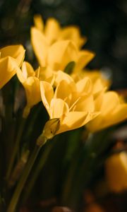 Preview wallpaper crocuses, flowers, petals, yellow