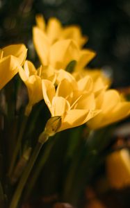 Preview wallpaper crocuses, flowers, petals, yellow