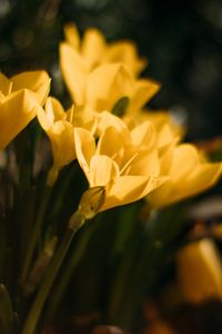 Preview wallpaper crocuses, flowers, petals, yellow