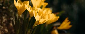 Preview wallpaper crocuses, flowers, petals, yellow