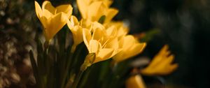 Preview wallpaper crocuses, flowers, petals, yellow