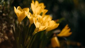 Preview wallpaper crocuses, flowers, petals, yellow