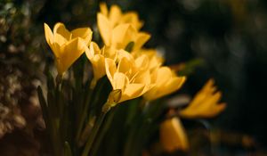 Preview wallpaper crocuses, flowers, petals, yellow
