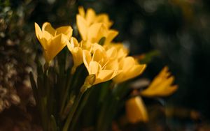 Preview wallpaper crocuses, flowers, petals, yellow