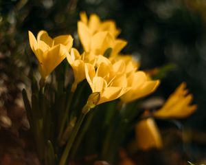 Preview wallpaper crocuses, flowers, petals, yellow