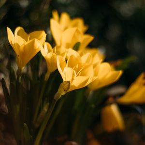 Preview wallpaper crocuses, flowers, petals, yellow