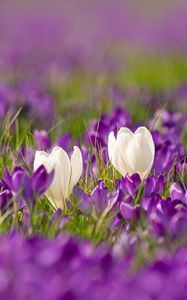 Preview wallpaper crocuses, flowers, petals, blur