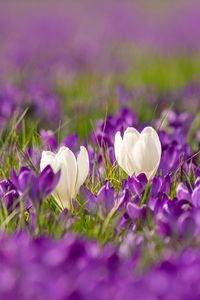 Preview wallpaper crocuses, flowers, petals, blur