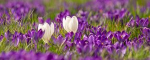 Preview wallpaper crocuses, flowers, petals, blur