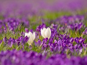 Preview wallpaper crocuses, flowers, petals, blur