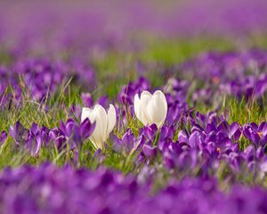 Preview wallpaper crocuses, flowers, petals, blur