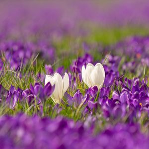 Preview wallpaper crocuses, flowers, petals, blur