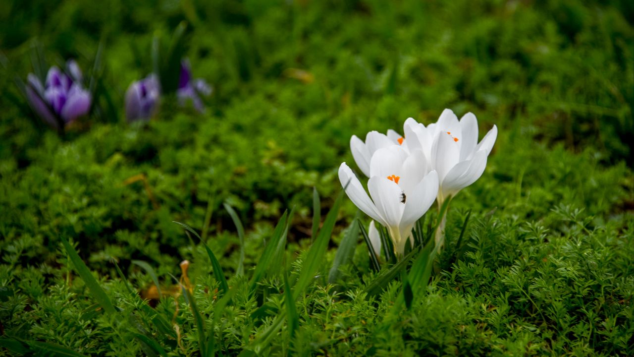 Wallpaper crocuses, flowers, petals, grass, macro