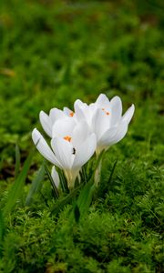 Preview wallpaper crocuses, flowers, petals, grass, macro