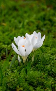 Preview wallpaper crocuses, flowers, petals, grass, macro