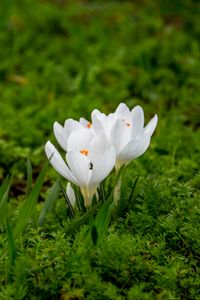 Preview wallpaper crocuses, flowers, petals, grass, macro