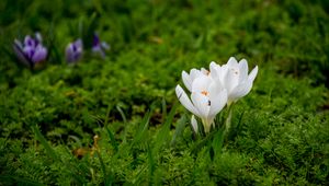 Preview wallpaper crocuses, flowers, petals, grass, macro
