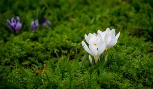 Preview wallpaper crocuses, flowers, petals, grass, macro