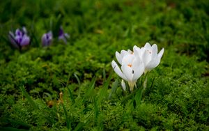 Preview wallpaper crocuses, flowers, petals, grass, macro